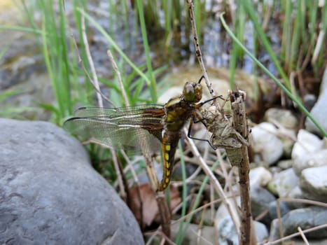 Little moss damselfly - Leucorrhinia dubia