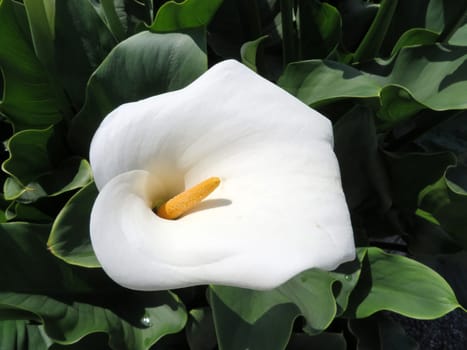 white Calla - Zantedeschia aethiopica childsiana