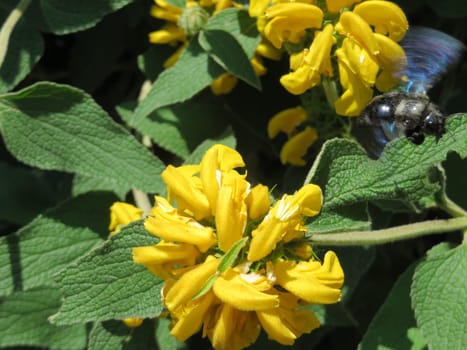 large wood bee - Xylocopa violacea- on sticky sage - Salvia glutinosa -