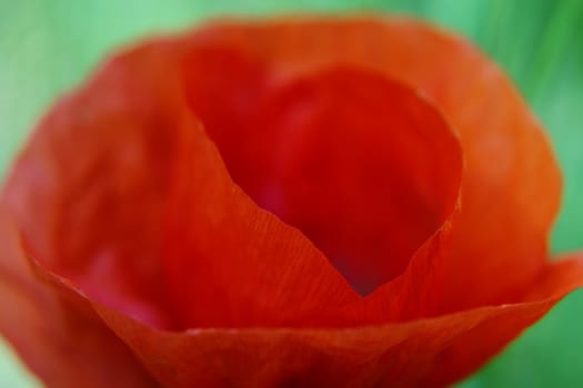 Die makro Nahaufnahme einer einzelnen Klatschmohnblüte Papaver rhoeas.