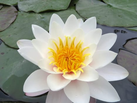 white water lily - Nymphaea