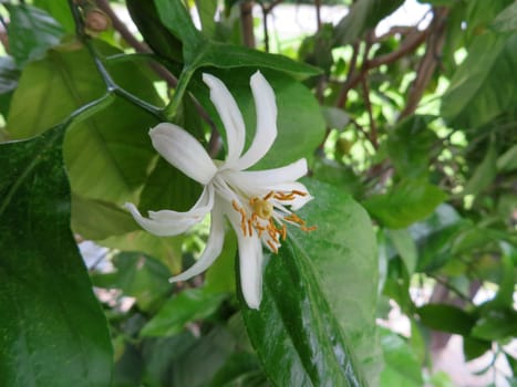Lemon blossom - Citrus limon