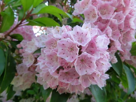 Broad-leaved bay rose - Kalmia latifolia