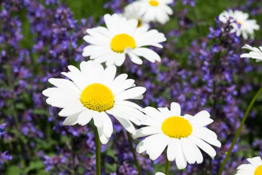 Spring,daisies and lavender in a meadow