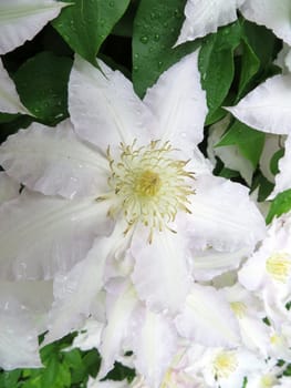 Clematis - Madame le Coultre -