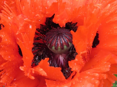 Turkish Poppy - Papaver orientale