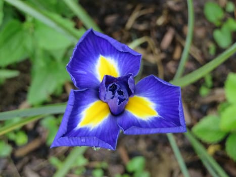blue iris - Iris hollandica Blue Diamond