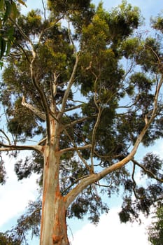 a very tall tree with peeling bark standing on Itambira Island, in Lake Bunyoni, Uganda