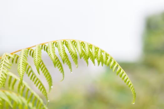 Fern leaf after rain in the park