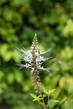 Cats whiskers flowers in the garden