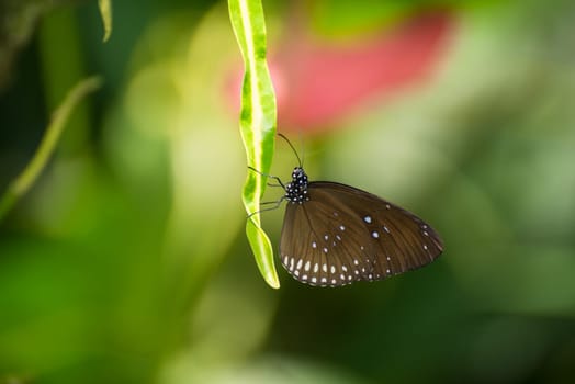Danaidae euploea butterfly on a leaf extreme close up