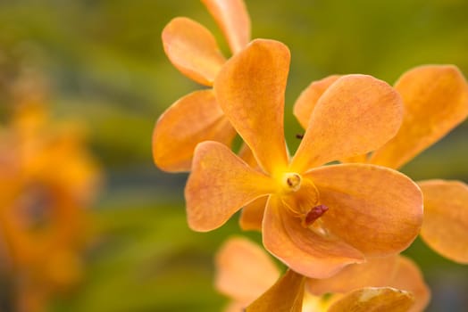 Orange Vanda orchids in the park
