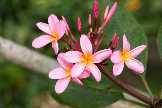 Pink Plumeria after rain