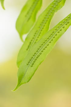 Fern spores close up
