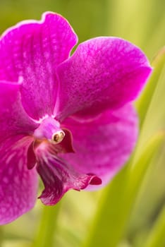 Purple orchid extreme close up after rain