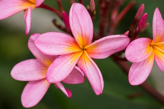 Pink Plumeria after rain