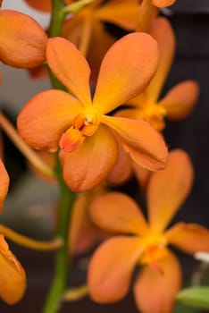 Orange vanda orchid close up
