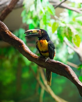 Collared Aracari Agarrado Pteroglossus torquatus toucan bird