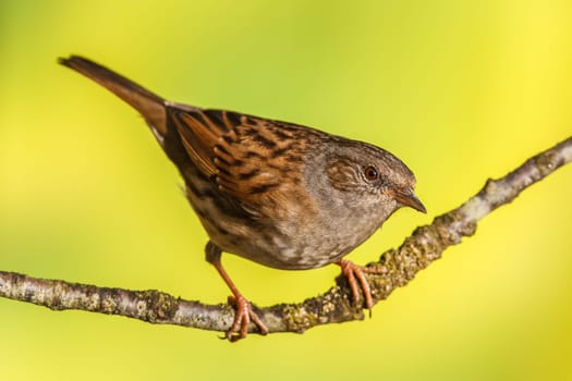 Dunnock, Prunella modularis on a branch. Shallow depth of field and bakground blurred