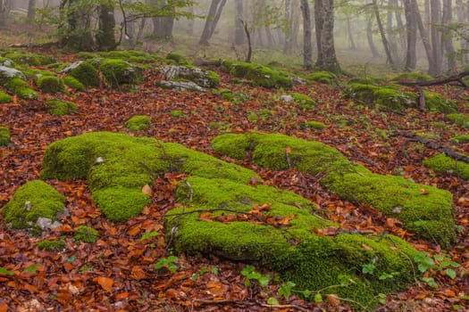 The falling leaves colors the autumn season in the forest, Monte Santiago, Burgos, Spain