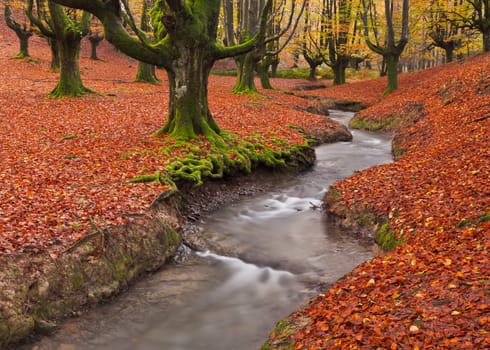 The falling leaves colors the autumn season in the forest. Otzarreta beech forest, Gorbea Natural Park, Bizkaia, Spain