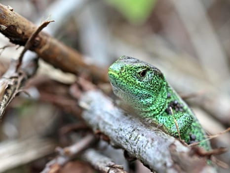 Male sand lizard on the Dörnberg