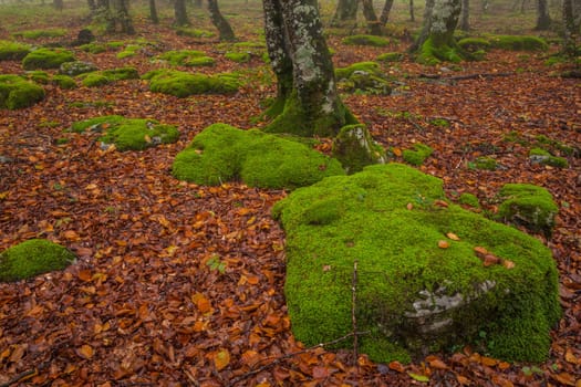 The falling leaves colors the autumn season in the forest, Monte Santiago, Burgos, Spain