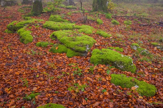 The falling leaves colors the autumn season in the forest, Monte Santiago, Burgos, Spain