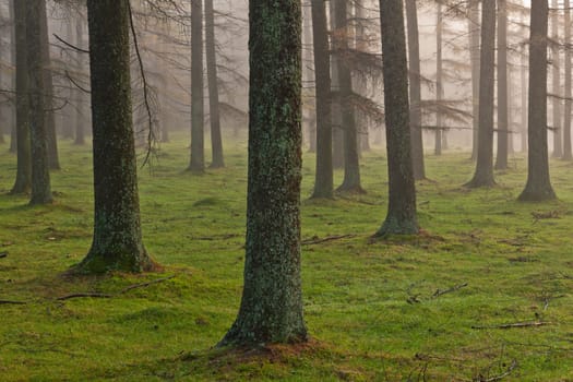 European larch forest, Gorbea Natural Park, Bizkaia, Spain