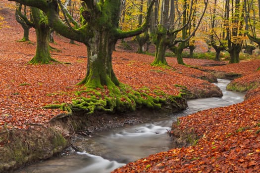 The falling leaves colors the autumn season in the forest. Otzarreta beech forest, Gorbea Natural Park, Bizkaia, Spain