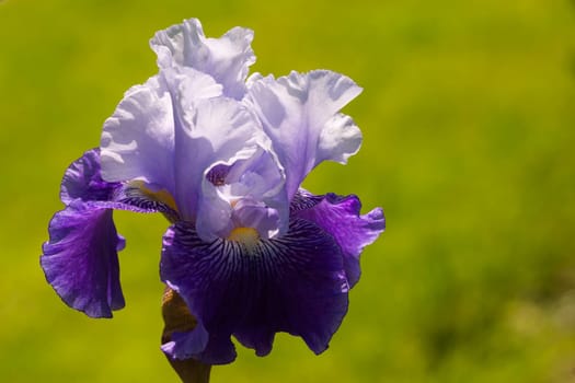 Magic flower Iris germanica