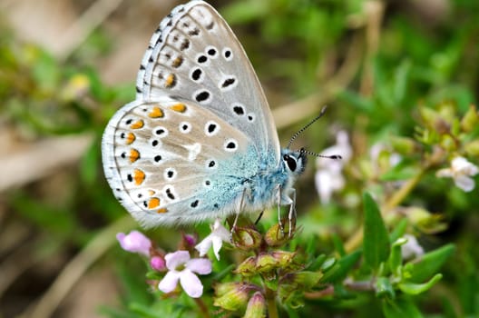 butterfly of species Lysandra Bellagrus