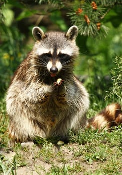Raccoon