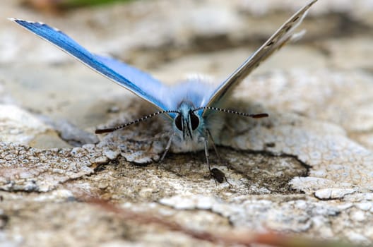 butterfly of species Lysandra Bellagrus