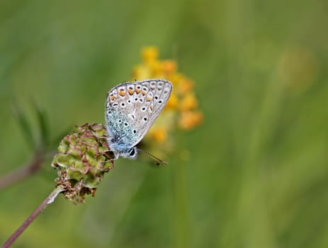 Polyommatus icarus on meadow button