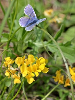 Polyommatus icarus