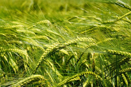 Grain field