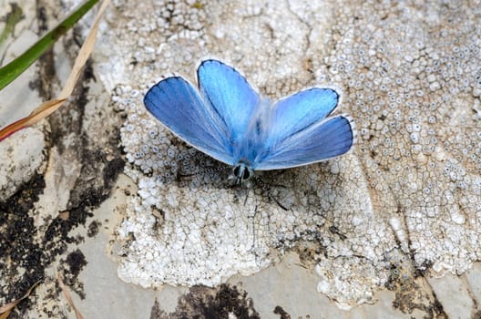 species of blue butterfly Lysandra bellagrus