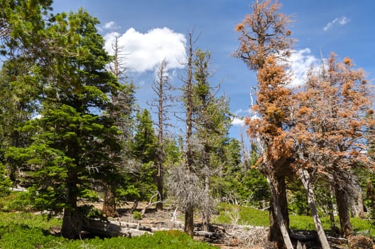 trees in Bryce Canyon National Park in Utah