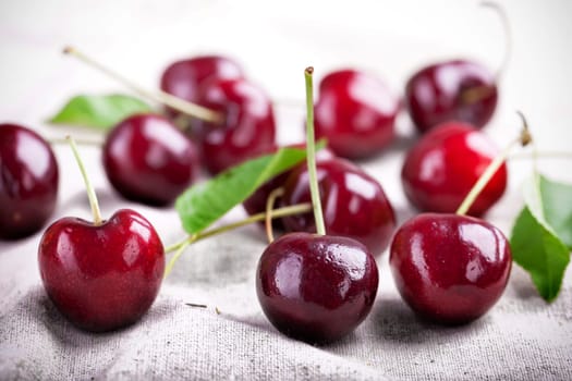 freshly harvested organic cherries