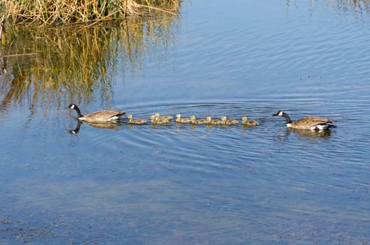 ducks family  in a lake of Bryce Canyon National Park in Utah