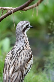 Details of a bush stone curlew in grassland in captivity.