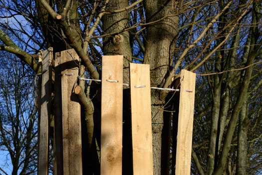 Protection of an old tree