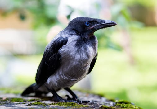 Young black crown falled from tree is concerned