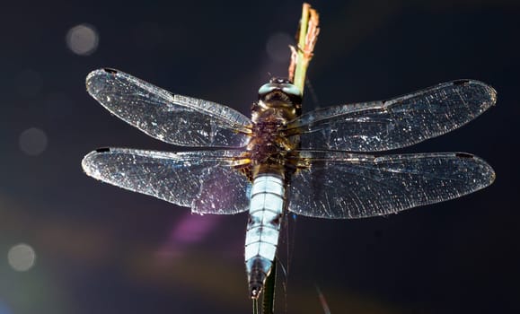 Great Blue Arrow male back view