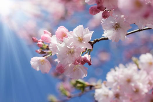 Spring blossoms against a sunny sky