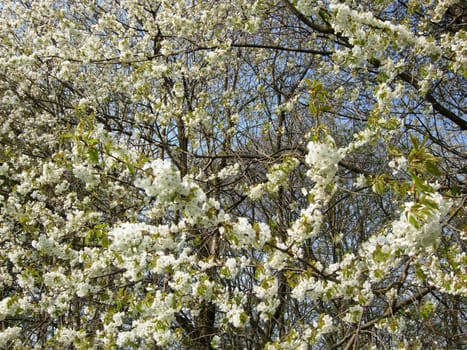 Cherry blossom in the Weser Uplands