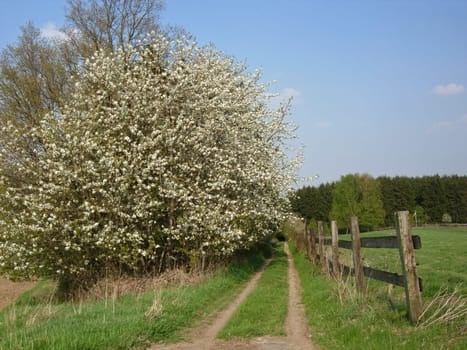 Spring in the Weser Uplands
