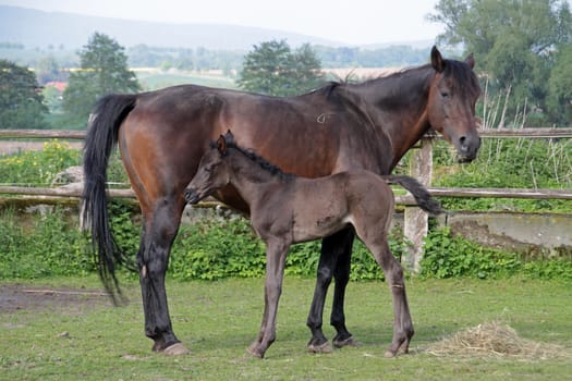 Arabian mare with foal