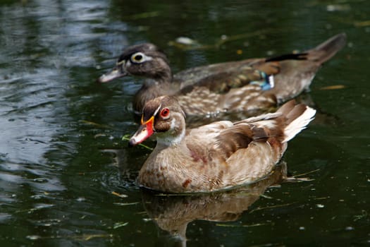 Bridal ducks